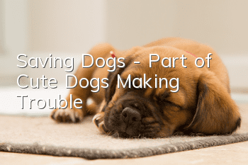 Saving Dogs - Part of Cute Dogs Making Trouble!