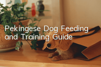 Pekingese Dog Feeding and Training Guide