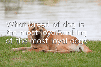 What breed of dog is the most loyal_Ranking of the most loyal dogs