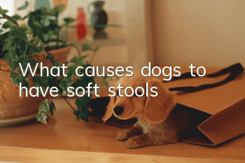 What causes dogs to have soft stools?