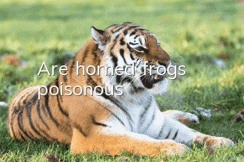 Are horned frogs poisonous?