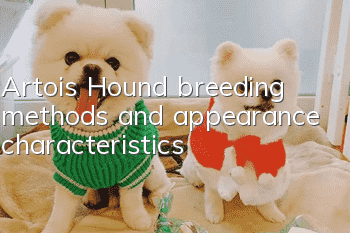Artois Hound breeding methods and appearance characteristics