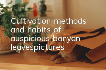 Cultivation methods and habits of auspicious banyan leaves|pictures