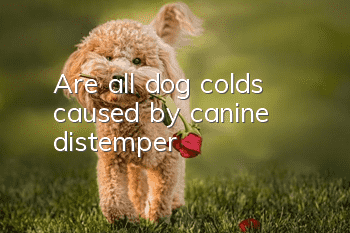 Are all dog colds caused by canine distemper?