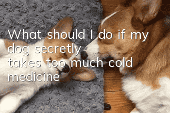 What should I do if my dog secretly takes too much cold medicine?