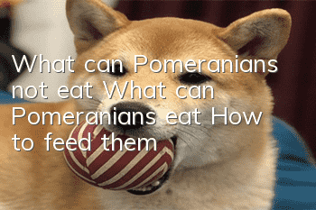 What can Pomeranians not eat? What can Pomeranians eat? How to feed them?