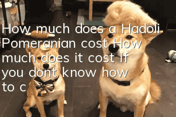 How much does a Hadoli Pomeranian cost? How much does it cost? If you don’t know how to choose, how do you decide?
