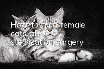 How to feed female cats after sterilization surgery