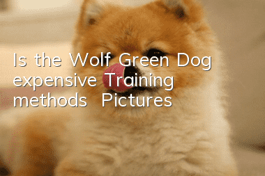 Is the Wolf Green Dog expensive? Training methods | Pictures