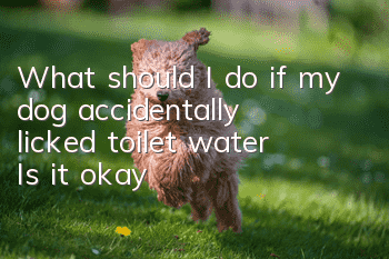 What should I do if my dog ​​accidentally licked toilet water? Is it okay?