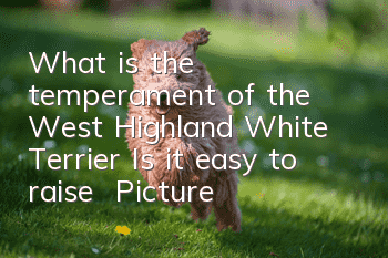 What is the temperament of the West Highland White Terrier? Is it easy to raise? | Pictures | Price
