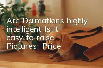 Are Dalmatians highly intelligent? Is it easy to raise? | Pictures | Price