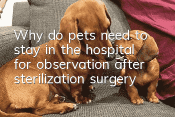 Why do pets need to stay in the hospital for observation after sterilization surgery?