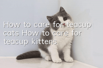 How to care for teacup cats How to care for teacup kittens