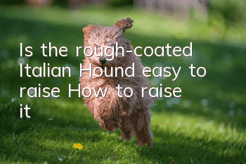 Is the rough-coated Italian Hound easy to raise? How to raise it?