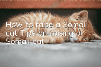 How to raise a Somali cat? Tips on raising a Somali cat?