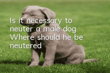 Is it necessary to neuter a male dog? Where should he be neutered?