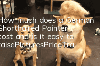 How much does a German Shorthaired Pointer cost and is it easy to raise_Pictures|Price|Training