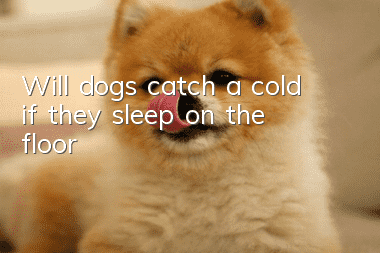 Will dogs catch a cold if they sleep on the floor?