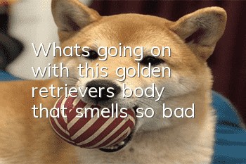 What's going on with this golden retriever's body that smells so bad?