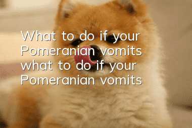 What to do if your Pomeranian vomits, what to do if your Pomeranian vomits