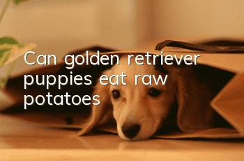 Can golden retriever puppies eat raw potatoes?