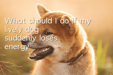 What should I do if my lively dog suddenly loses energy?