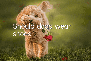 Should dogs wear shoes?