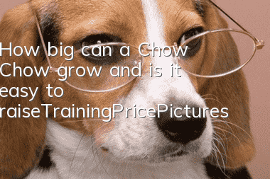 How big can a Chow Chow grow and is it easy to raise_Training|Price|Pictures