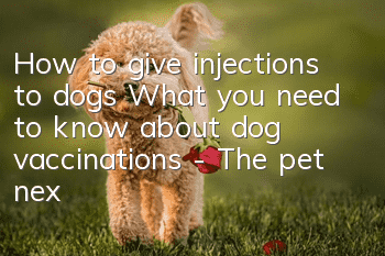 How to give injections to dogs? What you need to know about dog vaccinations - The pet next door