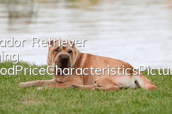 Labrador Retriever Training Method_Price|Characteristics|Pictures