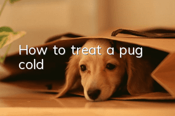 How to treat a pug cold?