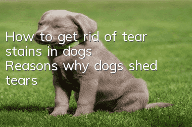 How to get rid of tear stains in dogs? Reasons why dogs shed tears