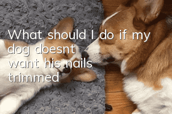 What should I do if my dog doesn’t want his nails trimmed?