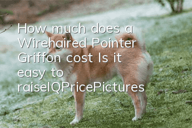How much does a Wirehaired Pointer Griffon cost? Is it easy to raise?_IQ|Price|Pictures