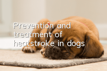 Prevention and treatment of heatstroke in dogs!