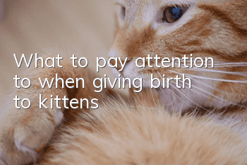 What to pay attention to when giving birth to kittens