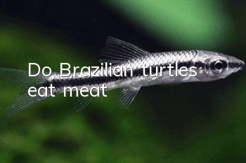 Do Brazilian turtles eat meat?