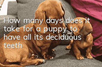 How many days does it take for a puppy to have all its deciduous teeth?