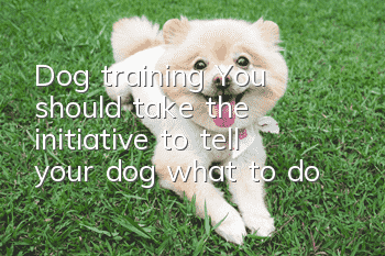 Dog training: You should take the initiative to tell your dog what to do