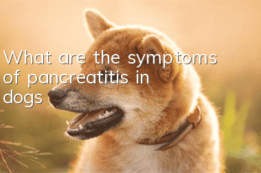What are the symptoms of pancreatitis in dogs?