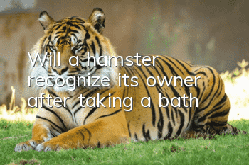 Will a hamster recognize its owner after taking a bath?