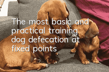 The most basic and practical training: dog defecation at fixed points