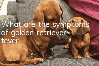 What are the symptoms of golden retriever fever?