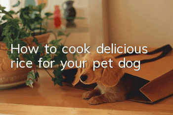 How to cook delicious rice for your pet dog!