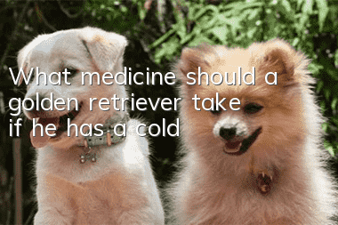 What medicine should a golden retriever take if he has a cold?