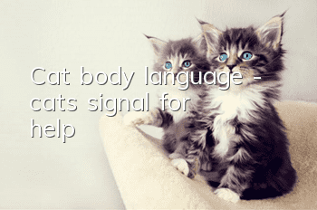 Cat body language - cat’s signal for help