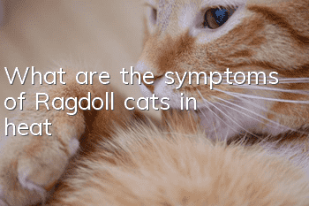 What are the symptoms of Ragdoll cats in heat?