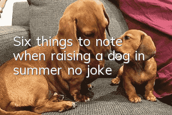 Six things to note when raising a dog in summer, no joke!