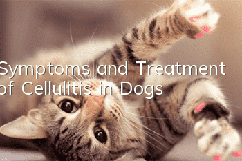 Symptoms and Treatment of Cellulitis in Dogs